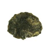 Pleurotomaria Gastropod Fossil.   SP15799