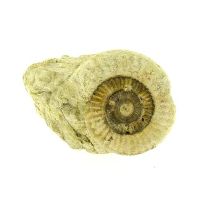 Fossil Ammonite On Matrix Specimen.   SP15909