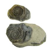 Dactylioceras Fossil Ammonites In Matrix Specimen.   SP16016 
