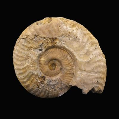 Fossil Ammonite Specimen.   SP17233