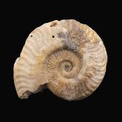 Fossil Ammonite Specimen.   SP17233