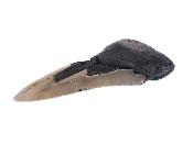 Megalodon Tooth Specimen.   SP17517