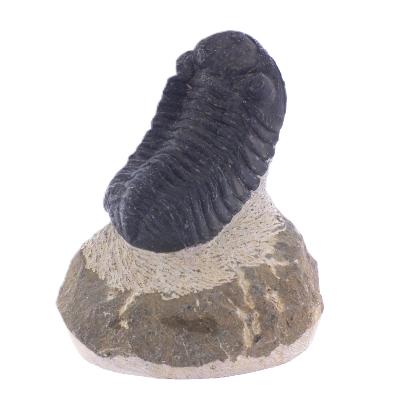 Trilobite Fossil On Matrix Specimen.   SP17792