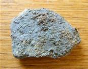 CRINIOD PENTACANITES FOSSIL SPECIMEN. SP3993