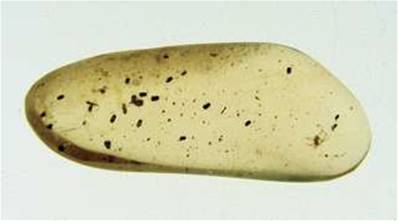 POLISHED MADAGASCAN COPAL SPECIMEN DISPLAYING INSECT INCLUSIONS. SP4133POL