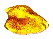 POLISHED BALTIC AMBER SPECIMEN. SP9351POL