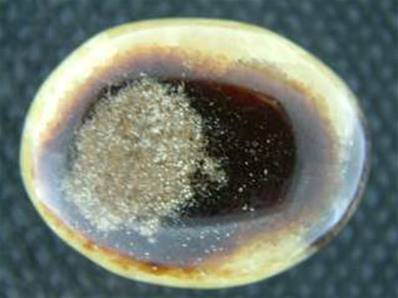 MADAGASCAN SEPTARIAN 'HAND POLISHED' PEBBLE SPECIMEN.   SP971