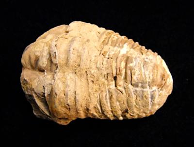 CALYMENE TRILOBITE FOSSILS.   SPR10862WH