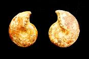 POLISHED FACE AMMONITE PAIR.   SP11063POL