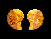 POLISHED FACE AMMONITE PAIR.   SP12455POL