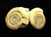 AMMONITE FOSSILS GROUP OF FOUR ON MATRIX SPECIMEN.   SP13877