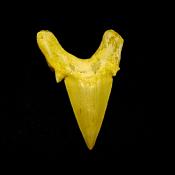 OTODUS SHARK TOOTH FOSSIL SPECIMEN.   SP14256