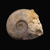 Fossil Ammonite Specimen.   SP17235