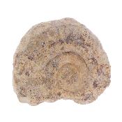 Illminster Ammonite - Harpoceras.   SP17651POL