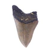 Megalodon Fossil Tooth Specimen.   SP17772