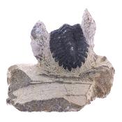 Trilobite Fossil On Matrix Specimen.   SP17791