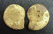 AMMONITE POLISHED FACE PAIR (MADAGASCAR). SP4104POL