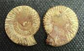 AMMONITE POLISHED FACE PAIR (MADAGASCAR). SP4106POL