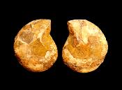 POLISHED FACE AMMONITE PAIR.   SP11101POL