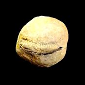 DACTYLOCERAS AMMONITE FOSSIL IN MATRIX WITH NEGATIVE.    SP13872SLF