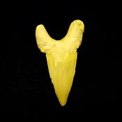 OTODUS SHARK TOOTH FOSSIL SPECIMEN.   SP14257