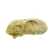 Fossil Ammonite Specimen.   SP15906