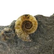 Promicroceras Ammonites on Matrix Specimen.   SP16244