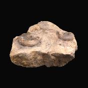 Fossil Ammonites On matrix Specimen.   SP17236