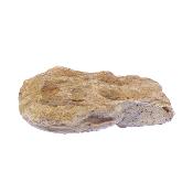 Ammonite Fossil - Harpoceras Subserpentinum.   SP17649