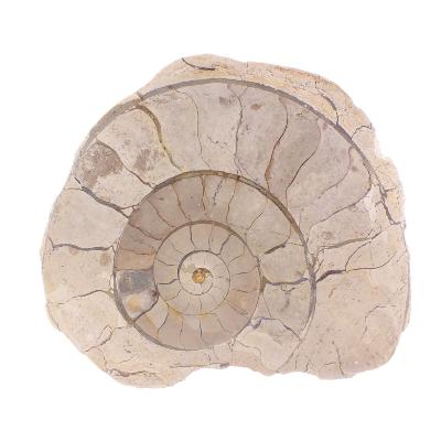 Illminster Ammonite - Harpoceras.   SP17651POL