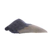 Megalodon Fossil Tooth Specimen.   SP17772