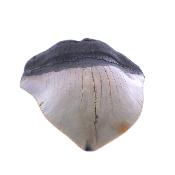 Megalodon Fossil Tooth Specimen.   SP17772