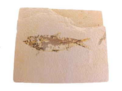 Knightia Fossil Fish On Limestone Plate.   SP17790