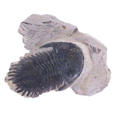 Trilobite Fossil On Matrix Specimen.   SP17793