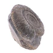 Pyritised Dactyloceras Ammonite Fossil In Matrix.   SP17797