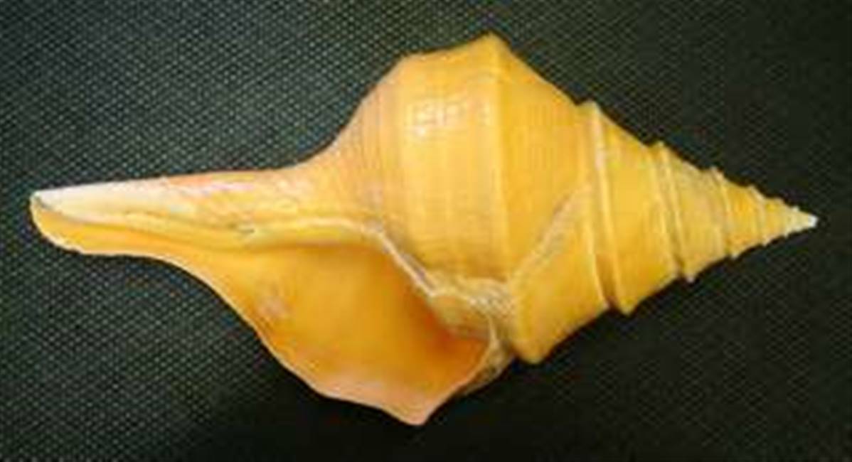 AUSTRALIAN TRUMPET SHELL SPECIMEN. SP2628