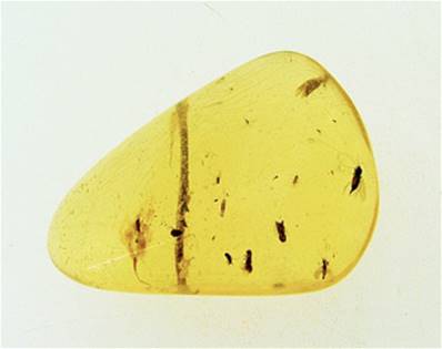 MADAGASCAN COPAL (YOUNG AMBER) SPECIMEN. SP6961