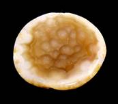 AGATE GEODE SECTION WITH POLISHED CUT FACE. SP9789POL