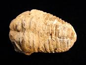 CALYMENE TRILOBITE FOSSILS.   SPR10862WH