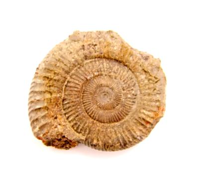 DACTYLIOCERAS AMMONITE FOSSIL SPECIMENS.   SPR10864WH