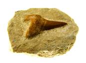 LAMNA SHARK TOOTH ON MATRIX FOSSIL SPECIMENS. SPR9184