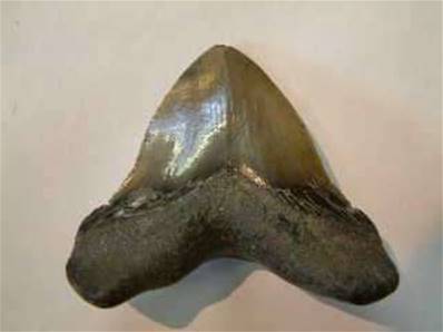 MEGLADON TEETH*