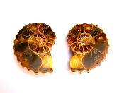 POLISHED FACE AMMONITE PAIR.   SP11049POL