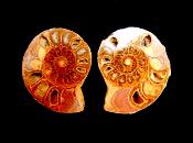 POLISHED FACE AMMONITE PAIR.   SP11101POL