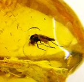 POLISHED AMBER SPECIMEN WITH INSECT INCLUSIONS.   SP11289POL