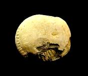 DACTYLOCERAS AMMONITE FOSSIL IN MATRIX WITH NEGATIVE.   SP13109