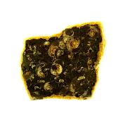 FOSSIL AMMONITES IN MATRIX SLICE  SPECIMEN WITH POLISHED CUT FACE.   SP13857POL