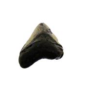 PARTIAL MEGALODON TOOTH FOSSIL SPECIMEN.   SP14268