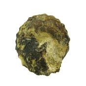 Pleurotomaria Gastropod Fossil.   SP15800