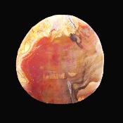 Petrified Wood Polished Face Slice Specimen.   SP17223POL
